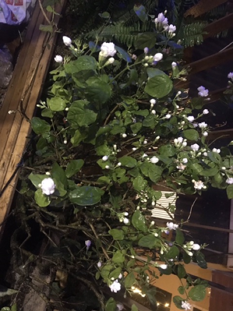 Cây hoa nhài kép thơm siêu hoa vào mùa đủ size từ 35-100k