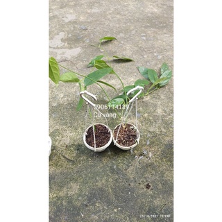Cẩm cù giống đủ màu