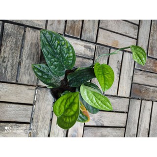 trầu bà hạnh phúc
