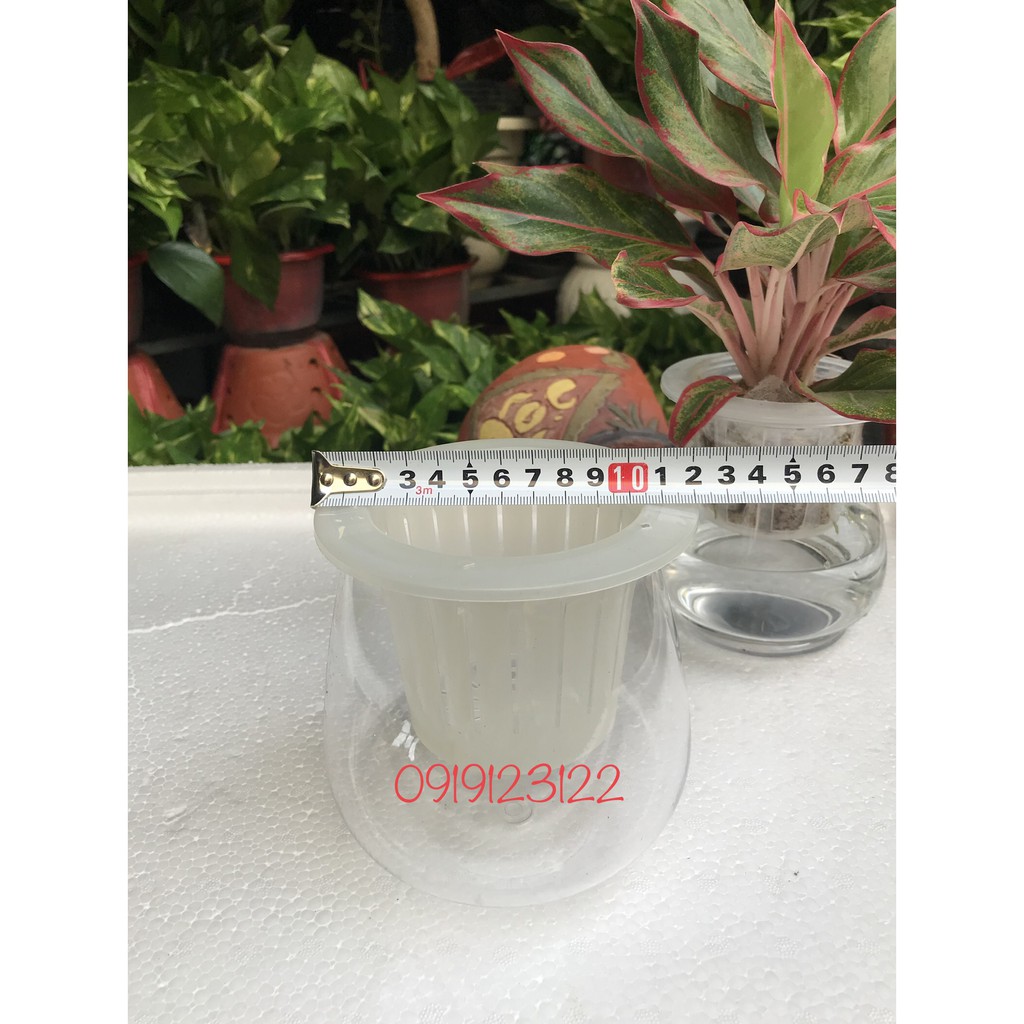 10 Bộ chậu trồng thuỷ sinh- thuỷ canh