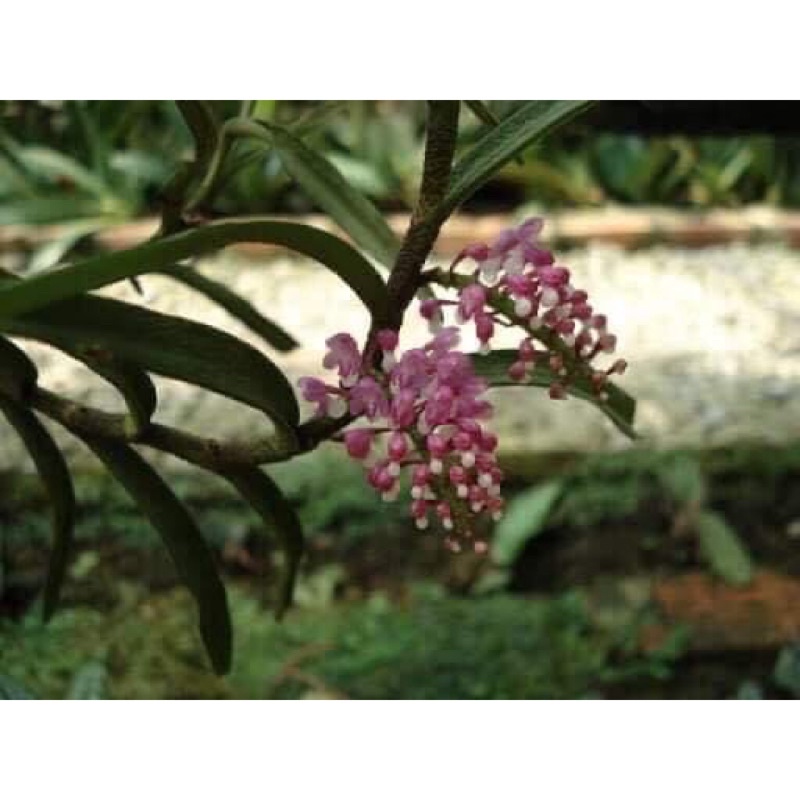 Hoa Lan quý trứng bướm hoa dài sỉ 15k