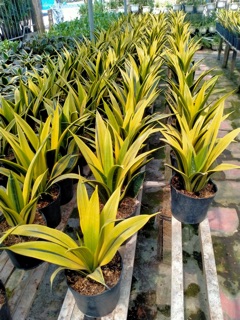 Lưỡi hổ hoàng kim
