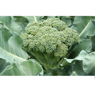 Hạt Giống Bông Cải Xanh (Súp Lơ Xanh) 0.2gr