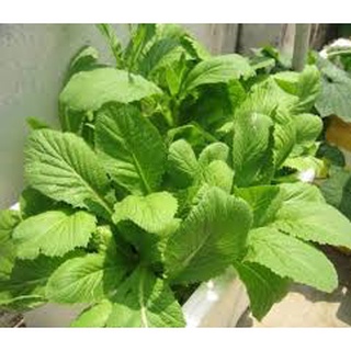 Hạt giống cải bẹ xanh mỡ HN 25-HN  gói 20g