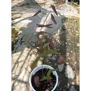 Cây chuồn chuồn