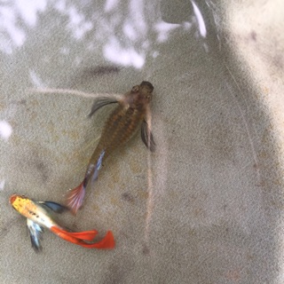 Guppy Dumbo Redtail Ribbon theo cặp đẹp