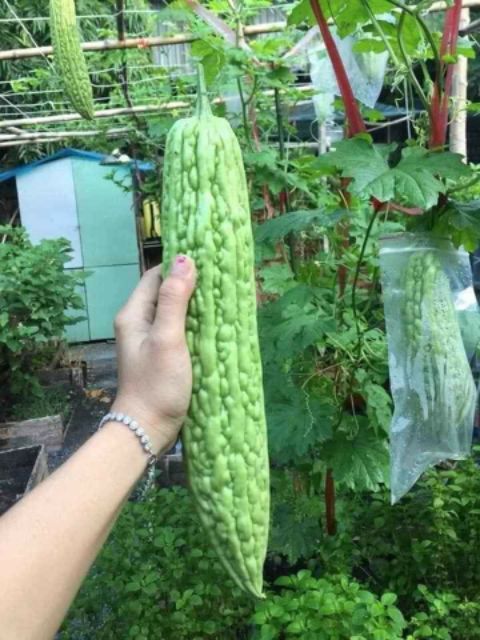 Hạt Giống Mướp Đắng F1 VA.254