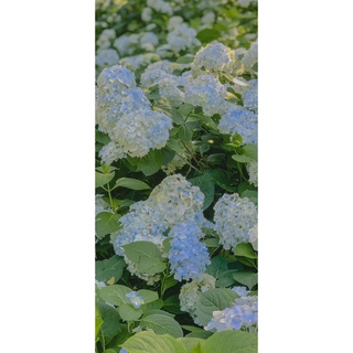 Hoa Lụa Hoa Lụa - Hoa Cẩm Tú Cầu Cao Cấp 45cm Decor Nhà Cửa