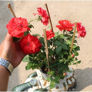 Chậu hoa hồng Pháp