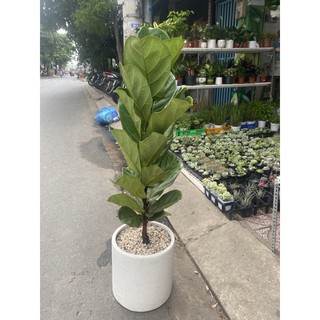 Bàng singapore lớn, cao 1m - chậu xi măng