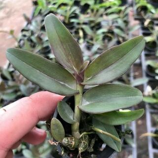 Cây giống giả hạc lai 6356