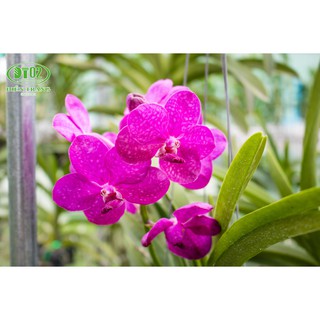 Phân bón lá TRIMIX-B1 Kích rễ lan 100ml