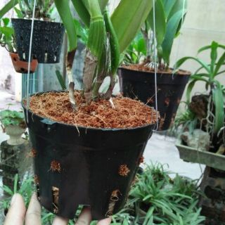 (giá rẻ) Xơ dừa nghiền (mùn dừa) túi nhỏ