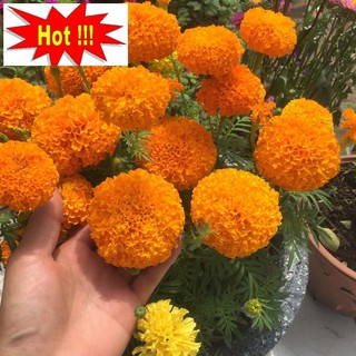 Hạt giống hoa Vạn thọ Cam lùn (30 hạt)