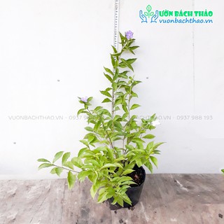 Cây lài nhật trồng cảnh quan