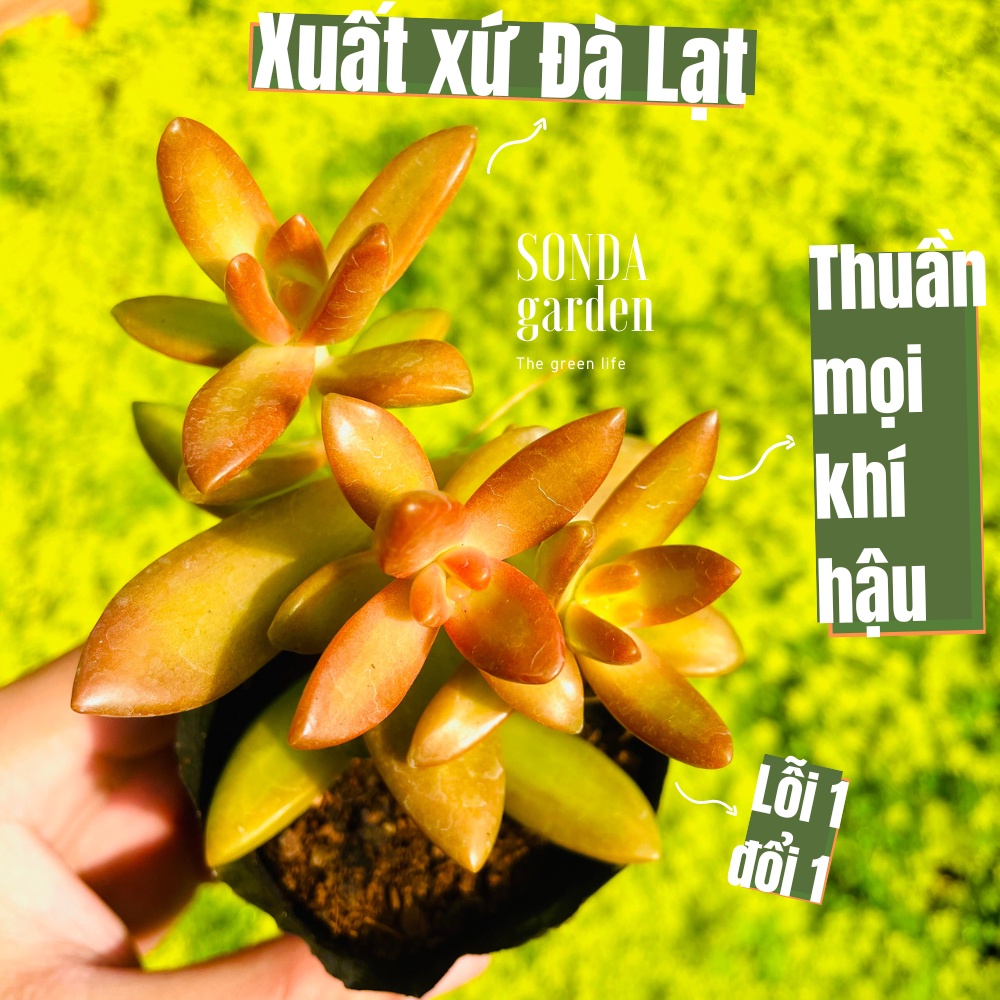Sen đá đá cam SONDA GARDEN size bé 5-7cm, cây cảnh trang trí nhà cửa, lỗi 1 đổi 1