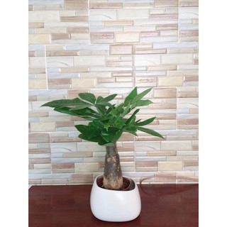 Kim ngân 1 củ để bàn kèm chậu sứ