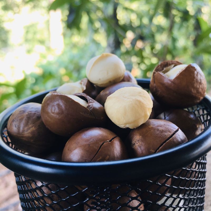 Hạt macca daklak loại (20-22) 500g-có ATVSTP- đã sấy nứt ăn ngay