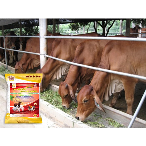 Cốm nhân sâm siêu tăng trưởng, men tiêu hóa kích thích đường ruột hấp thụ, tăng sức đề kháng cho vật nuôi túi 1kg