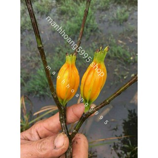 Dành dành-Chi tử nguyên quả 100g