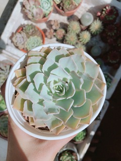 Sen đá size lớn ( được chọn mẫu)