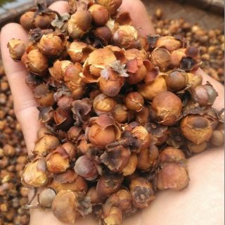 Hoa trà cổ thụ khô (500g)