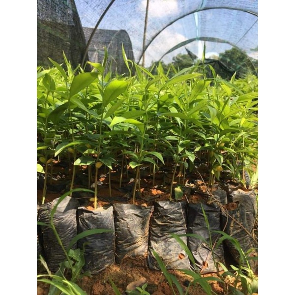 CÂY GIỐNG GIÓ BẦU , TRẦM HƯƠNG 10 cây tặng 1 cây