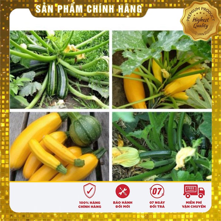 Hạt Giống Bí ngồi Xanh JL40