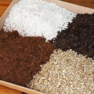 1 KG đất đặc biệt chuyên hoa hồng (hồng ngoại, hồng cổ, cây non..)