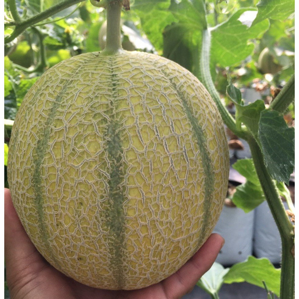HẠT GIỐNG DƯA LWOIS SIÊU NGỌT Muskmellon, Edisto 47 Sweet, Heirloom, Organic, Sweet and Delicious