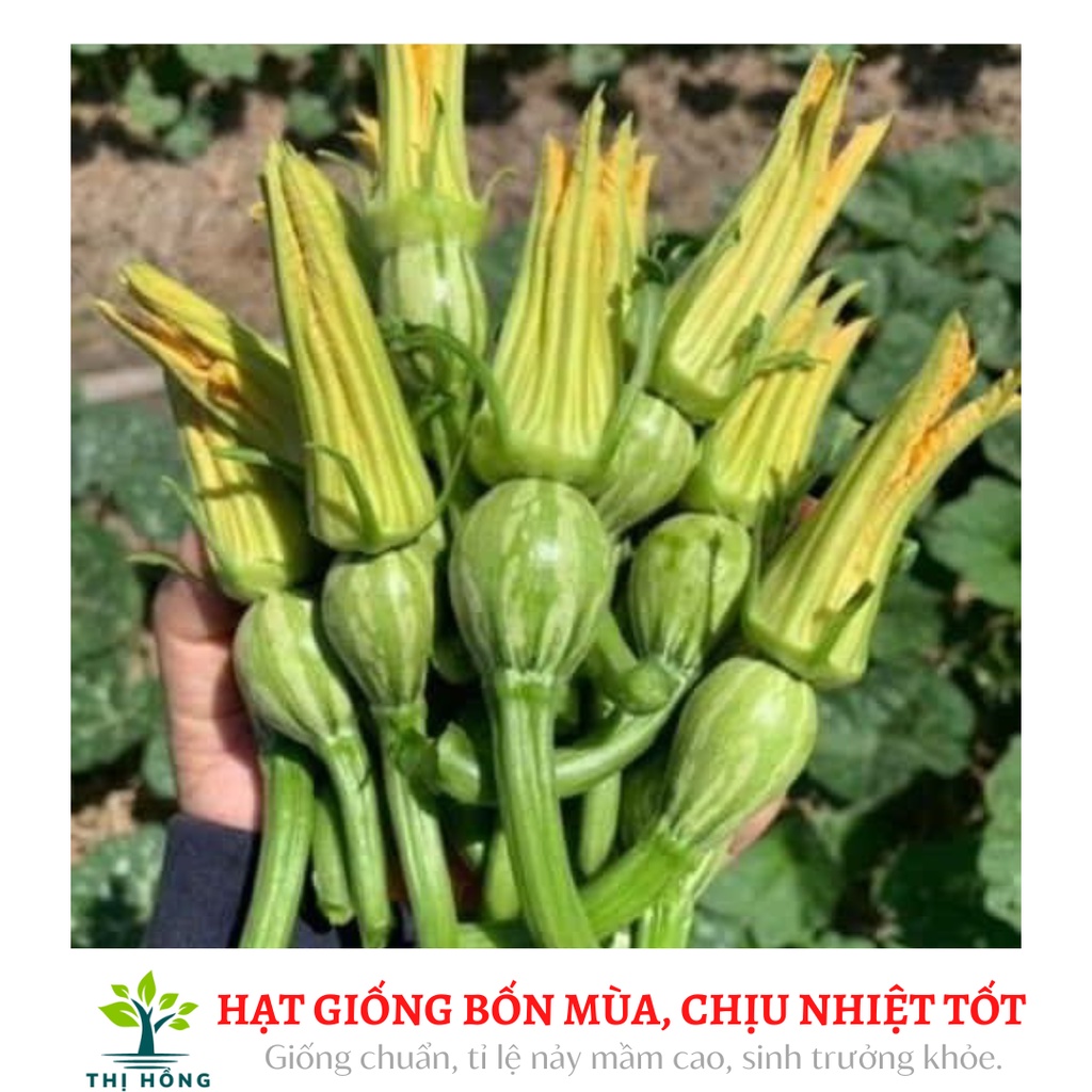 Hạt giống bí siêu nụ