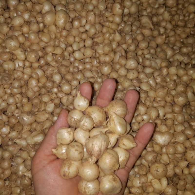 Hành tăm 1kg (củ mén, củ nén) nghệ an, đã xẩy sạch đẹp (hành mới 2023) củ to