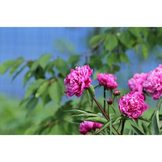 Trà hoa hồng mẫu đơn 100g