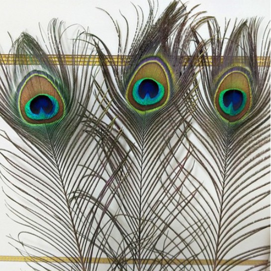 Lông công phong thủy LEVAN - Combo 10 lông công vượng khí, cầu tài, cầu lộc chiều dài 70-80cm | BigBuy360 - bigbuy360.vn