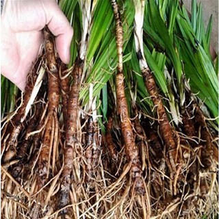 Combo 2 cây sâm cau giống