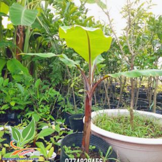 Cây chuối đỏ  dacca 6 tháng cho trái