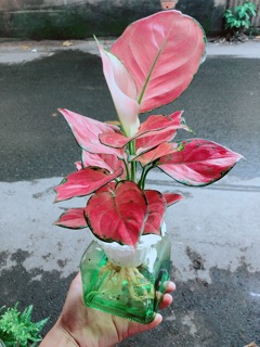 Chậu Vạn Lộc Thuỷ Sinh