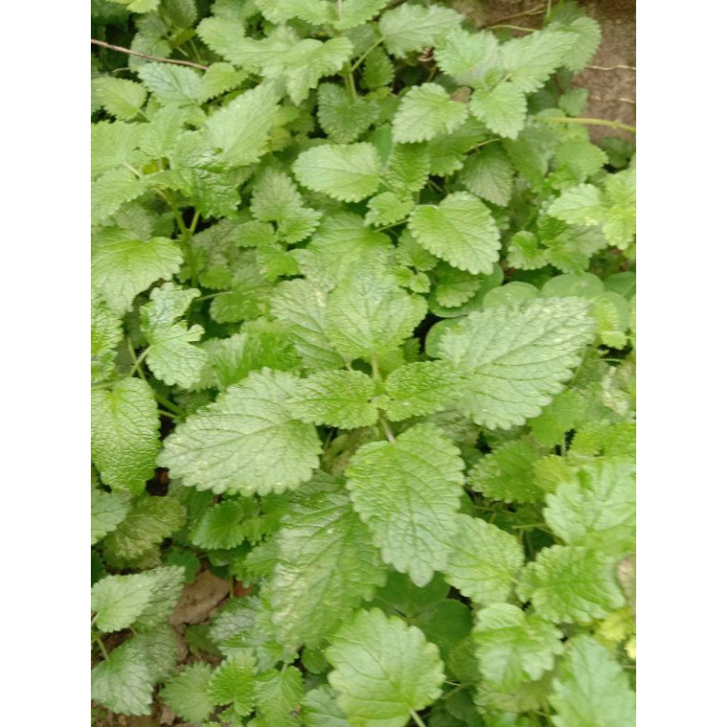 Bạc hà sả chanh(lemon balm)