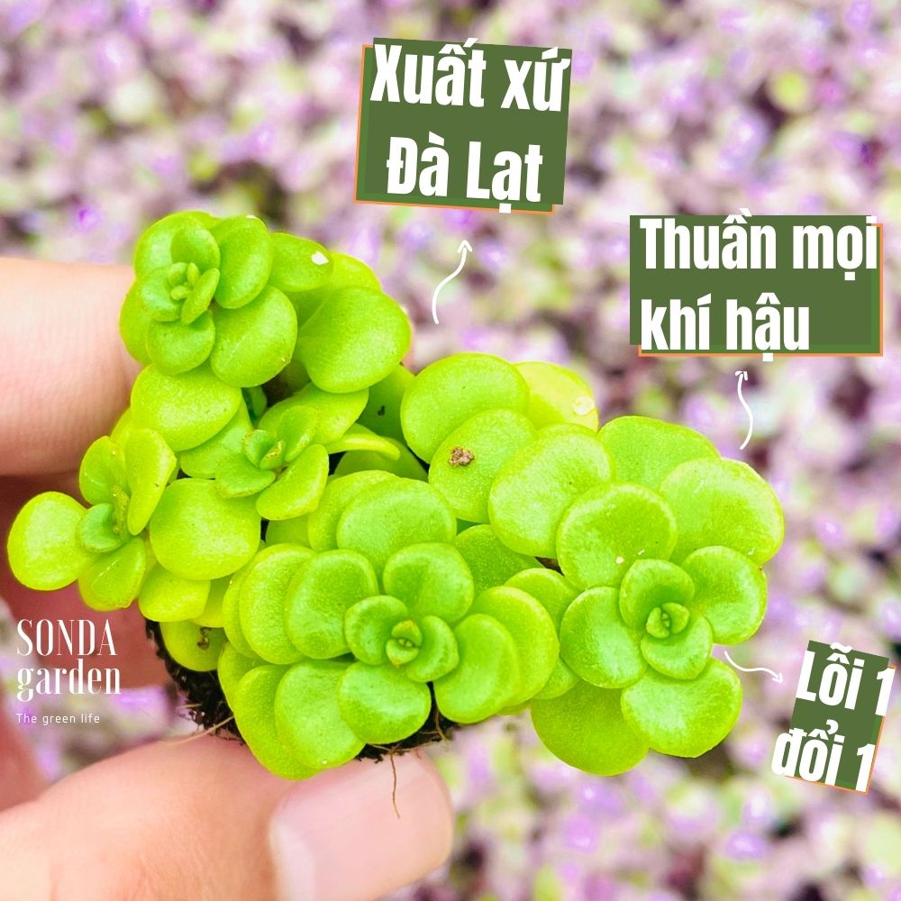 Sen đá sedum vảy cá SONDA GARDEN size mini 2.5-4cm, cây cảnh trang trí nhà cửa, lỗi 1 đổi 1