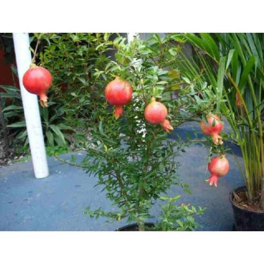 Sản phẩm Cây giống LỰU LÙN  + Tặng  phân hữu cơ cao cấp