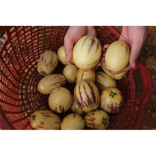 HẠT GIỐNG DƯA PEPINO