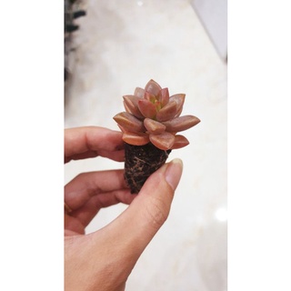 Sen đá Đá đỏ cánh tròn vỉ Siêu Dễ Thương