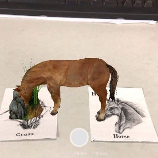 Thẻ học animal 4d