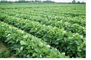 HẠT GIỐNG ĐẬU TƯƠNG DT96 (2kg)