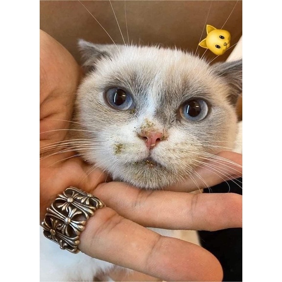 Cỏ Bạc Hà Cho Mèo Hít Là Phê