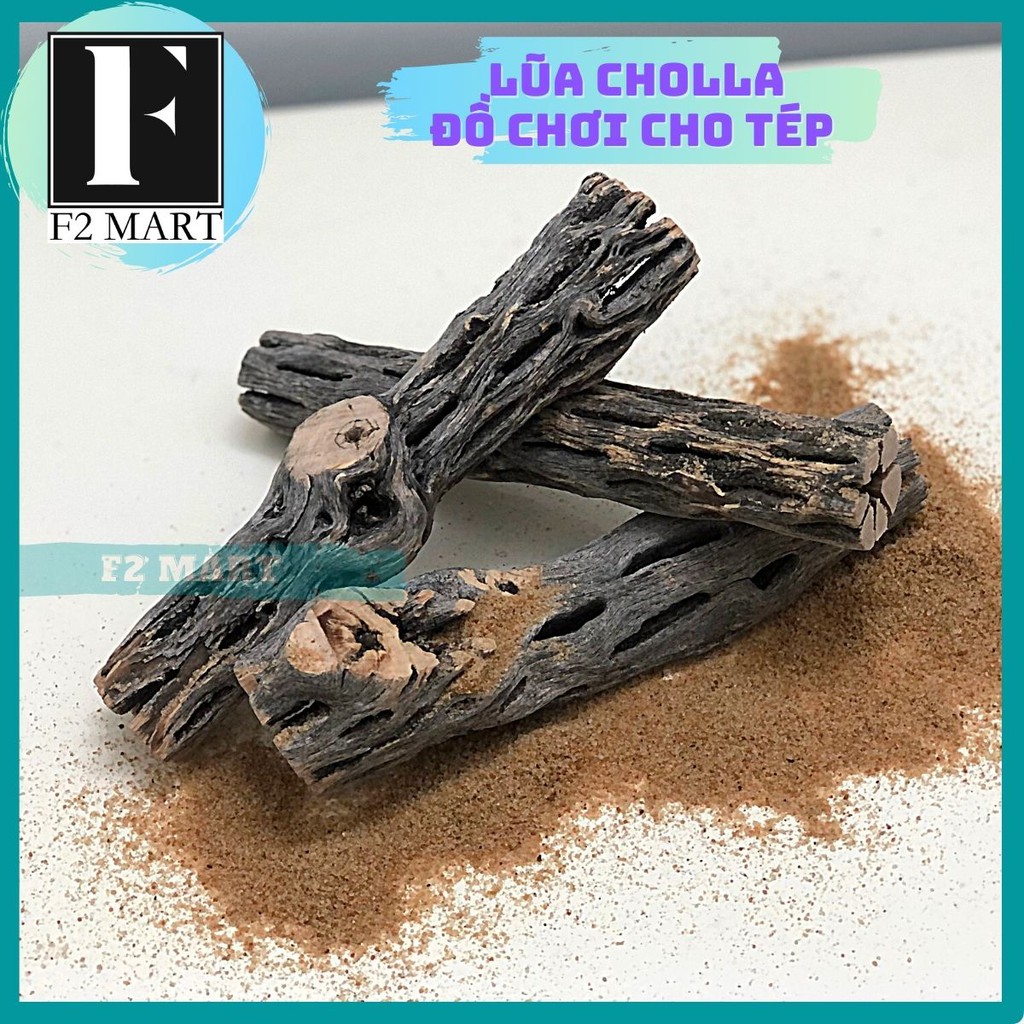 Lũa Cholla | Lũa Xương Rồng Chuyên Cho Tép Cảnh