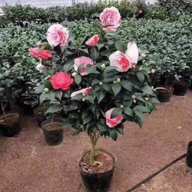 Cây Giống Trà My Nhiều Màu