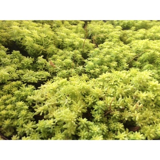 sen đá sedum dạ quang