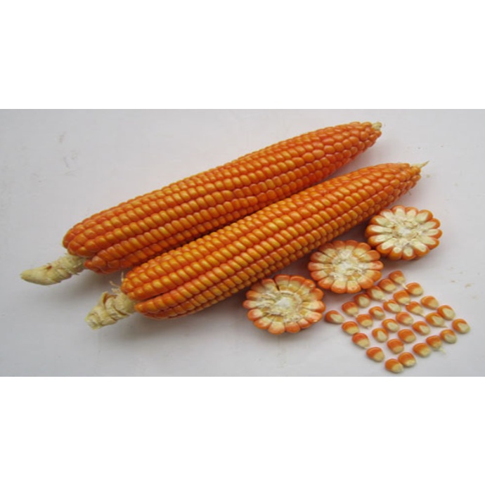 Phân Dê Đã Xử Lý Làm Phân Bón Lan Và Phân Bón Cây Trồng 400g