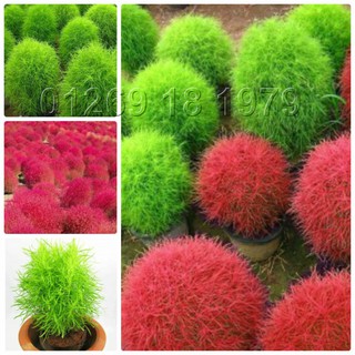 100 Hạt giống hoa Cỏ Đổi màu 